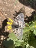 #4) The gully was the only point I could get a shot of these very skittish moths too!!
