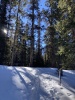 #2) Trench thru forest