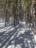 #4) Thicker trees around 11,200