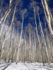 #2) Trench thru aspens at base. Love this part #2) Trench thru aspens at base. Love this part