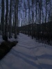 #14) Aspen shadows by moonlight #14) Aspen shadows by moonlight