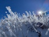 #5) Rime ice on some grasses #5) Rime ice on some grasses