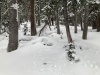#3) Lots of half-covered deadfall, one of the flatter sections #3) Lots of half-covered deadfall, one of the flatter sections