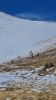 #5) Some elk #5) Some elk