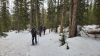 #5) trees