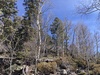 #5) Cool Aspen grove on ridge #5) Cool Aspen grove on ridge