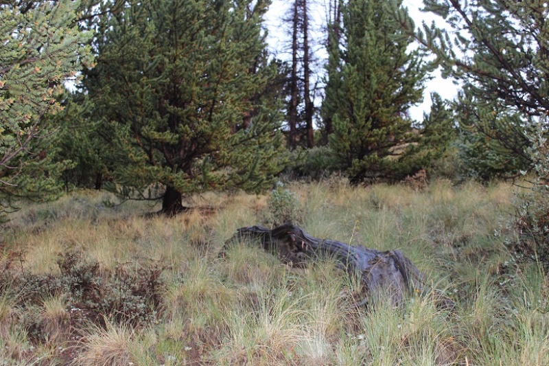 Photo #8 18936_08