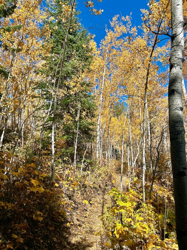 aspens along the trail 22906_35